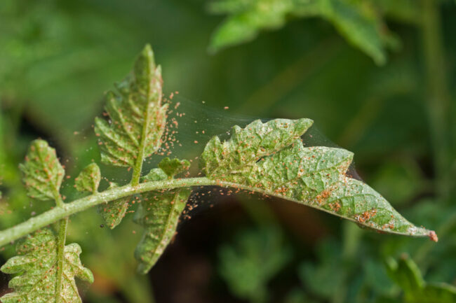 Spider,Mite,Infestation,On,A,Tomato,Crop