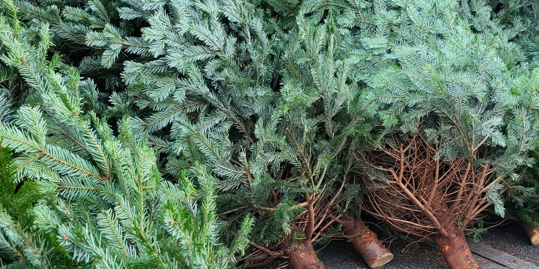 Caring for Tree Post