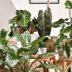 Houseplants and your health