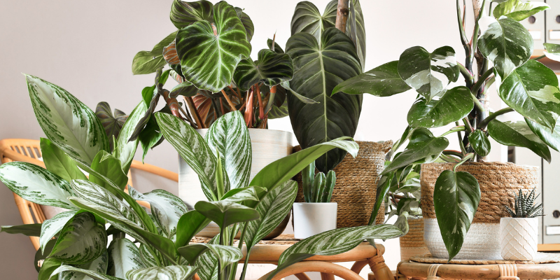 Houseplants and your health