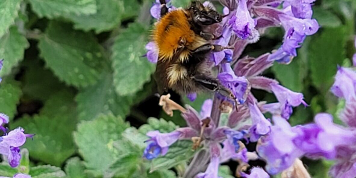 20240516_120528 Honey bee