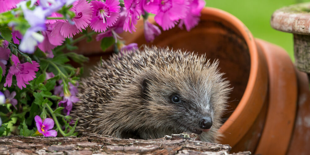 Hedgehog,(scientific,Or,Latin,Name:,Erinaceus,Europaeus),Wild,,Native,,Juvenile
