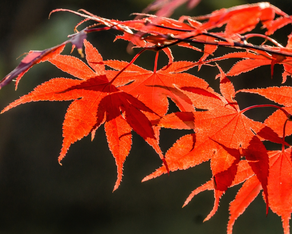 Red acer tree in autumn