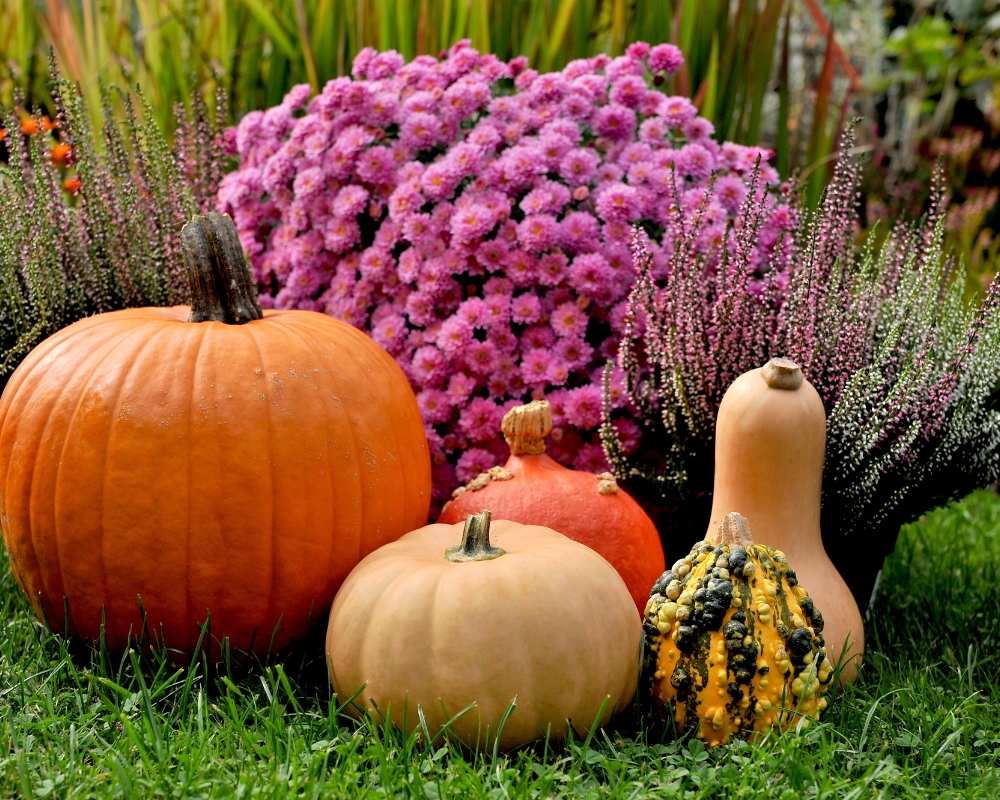 Pumpkins in autumn garden