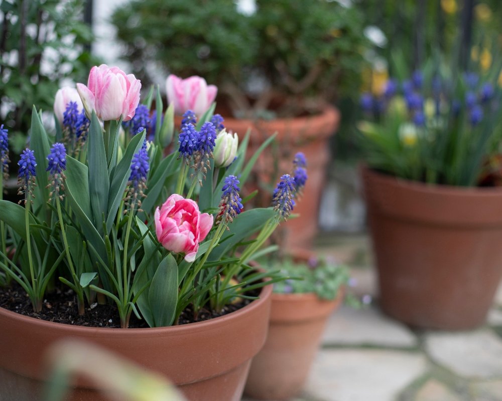 Spring planted container with tulips