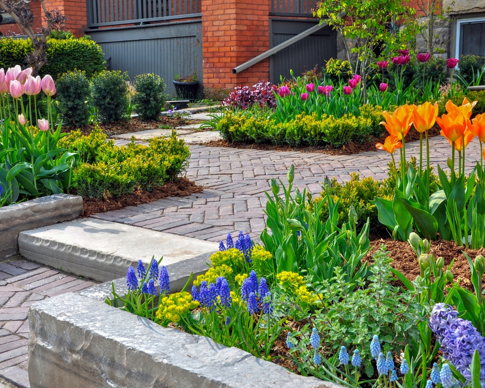 Spring garden borders with tulips