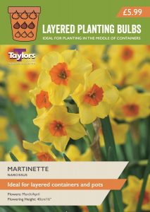 Packet of Taylors Layered Bulbs - Martinette Narcissus variety for the middle layer of a container