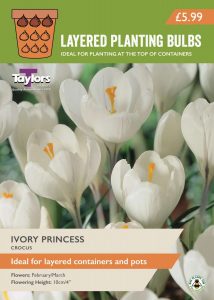 Packet of Taylors Layered Bulbs - Ivory Princess Crocus variety for the top layer of a container