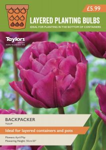 Packet of Taylors Layered Bulbs - Backpacker Tulip variety for the bottom layer of a container