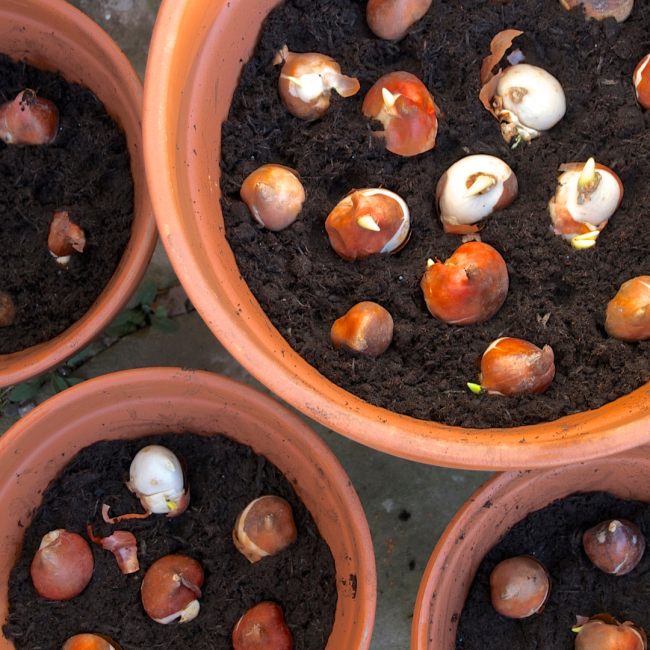 Spring flowering bulbs layered on soil in a terracota pot
