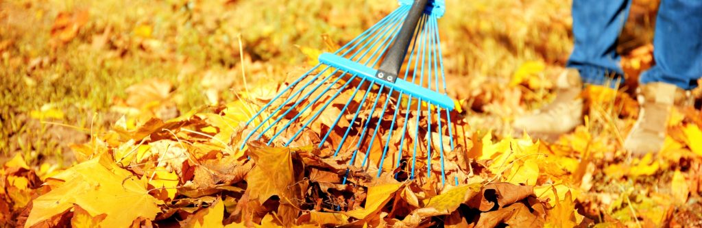Garden rake with autumn leaves