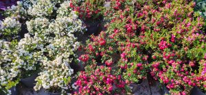 Display of top autumn plants