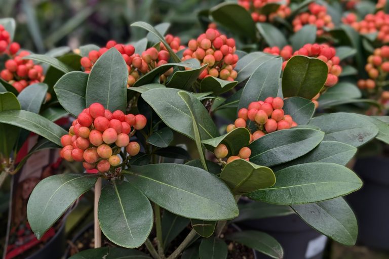 Skimmia Japonica in pots