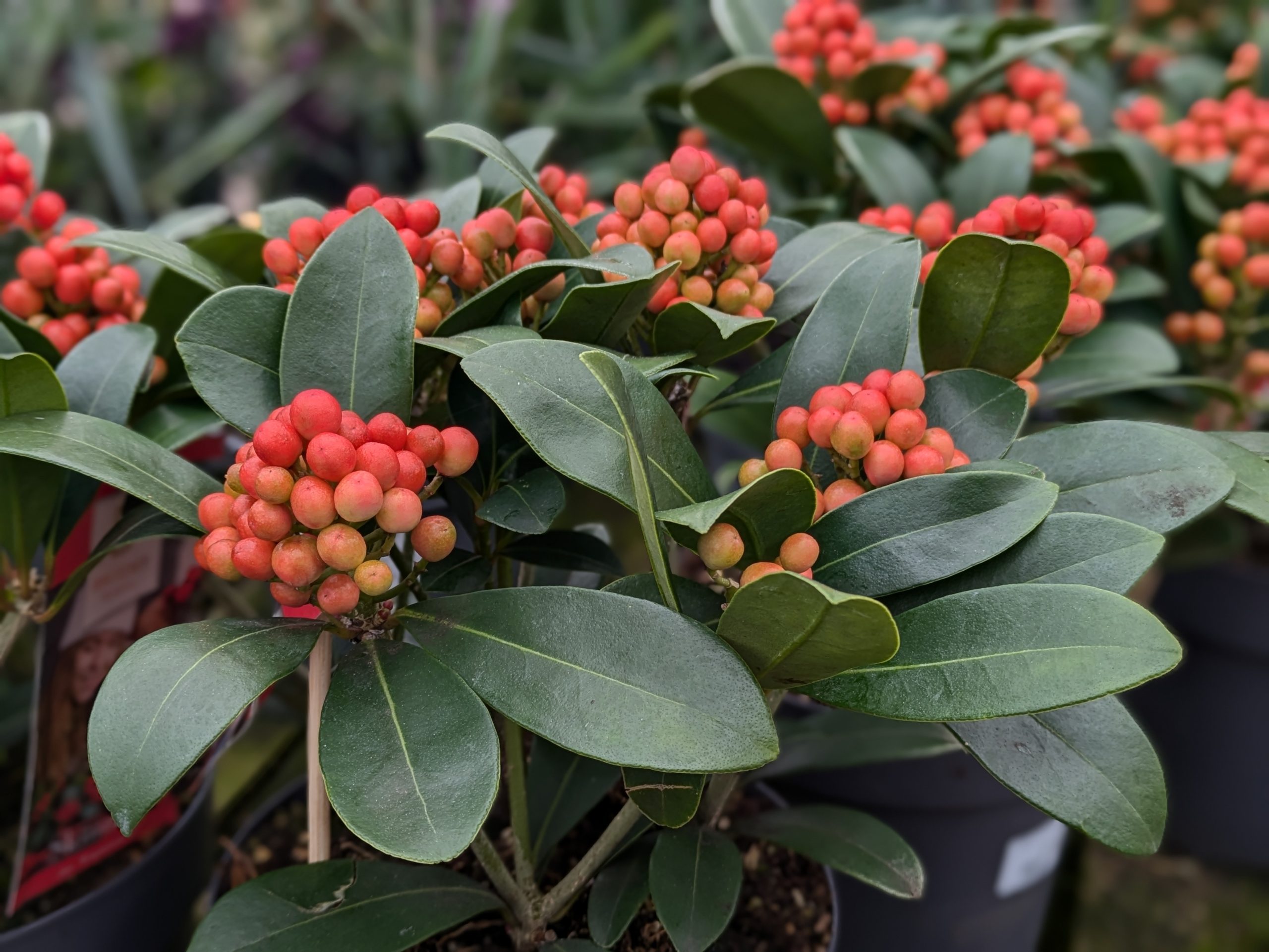 Skimmia Japonica in pots