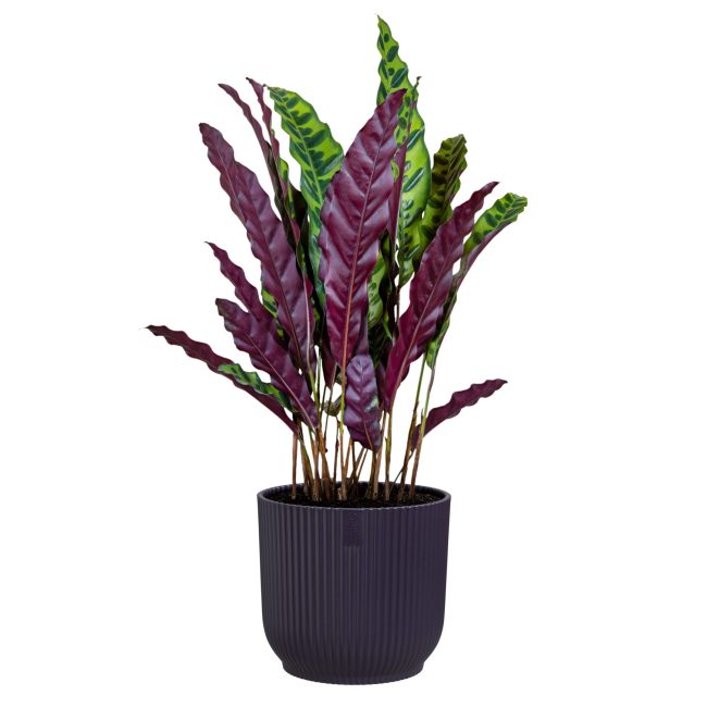 Calathea in a Deep Purple Plant Pot