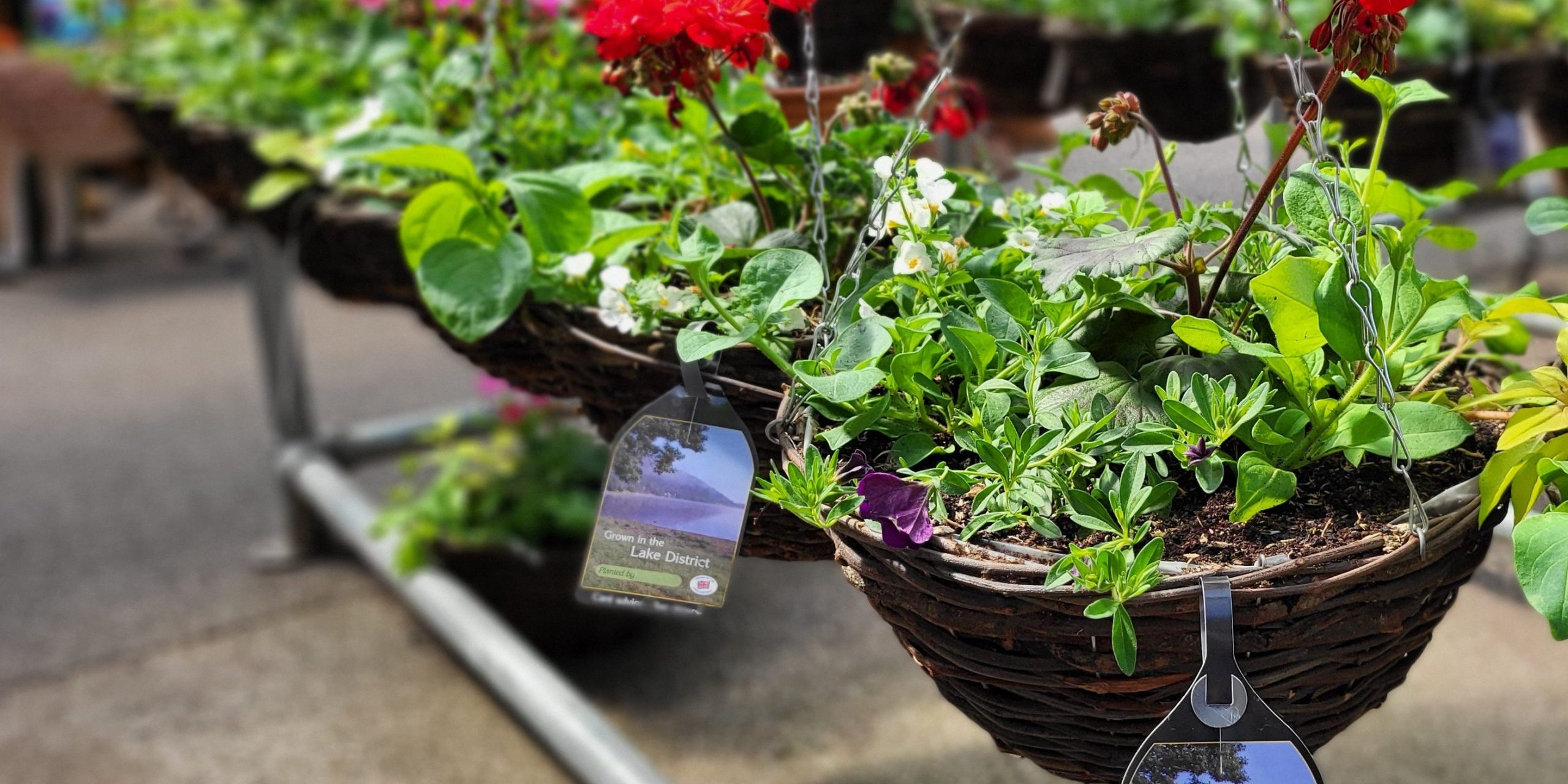 20250424_123430 Ready-made hanging baskets