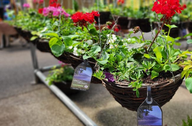 Ready-made hanging baskets