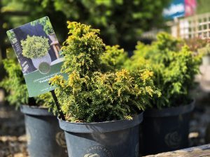 Cryptomeria Japonica