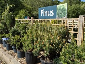 Pines on display
