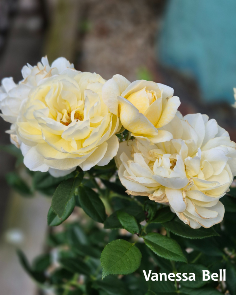 Shrub Roses