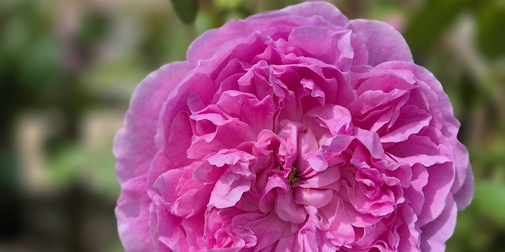 Harlow Carr Rose Harlow Carr