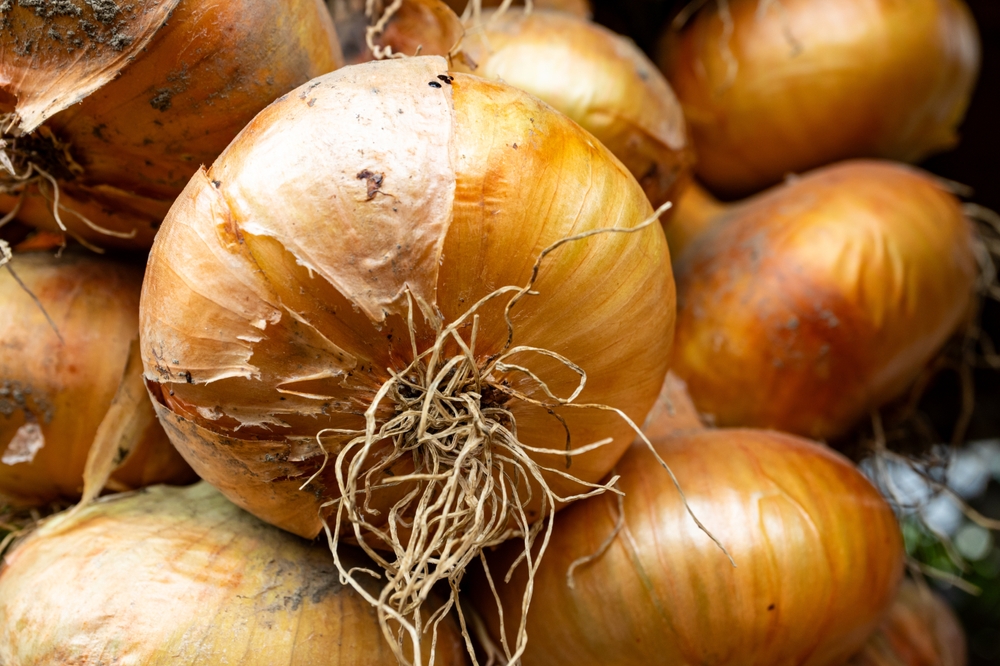 Autumn Harvest Onions