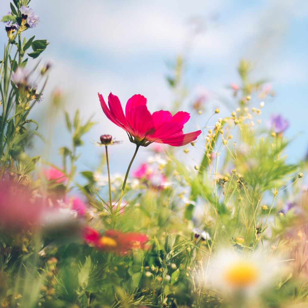 Spring is in the air