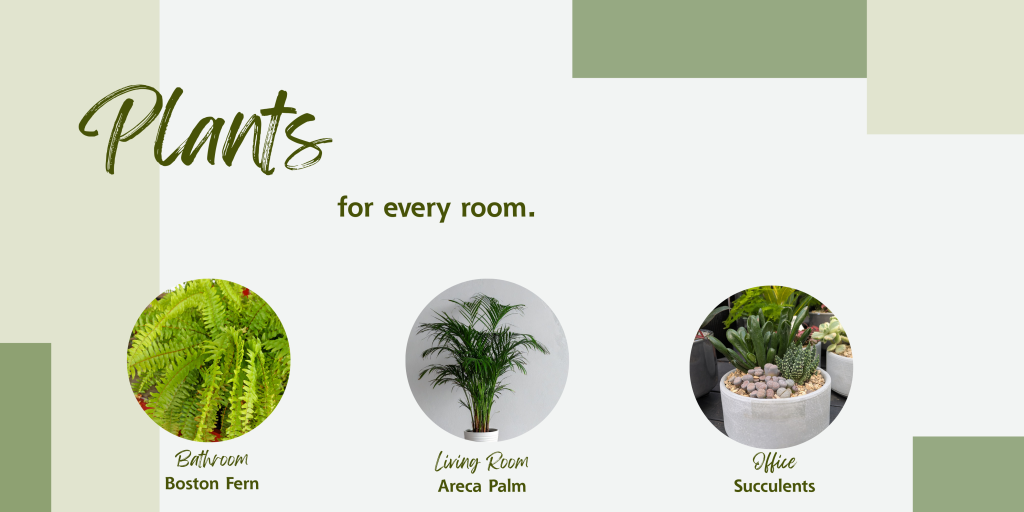 Plants for every room