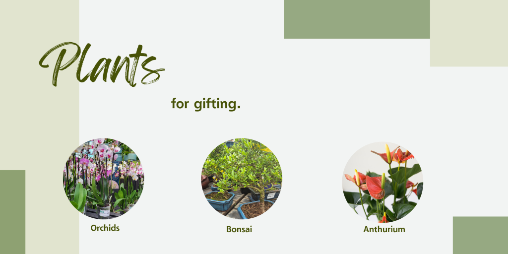 Houseplants for gifts