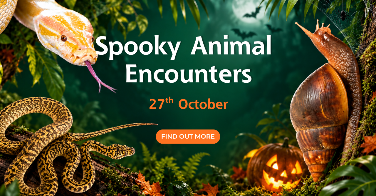 Homepage Website Image spooky animal encounters